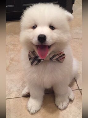 Hand Crafted Plaid Bow Tie Dog Collar - Beige Black Red
